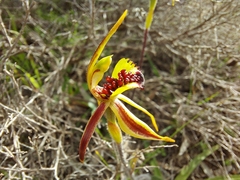 Caladenia conferta