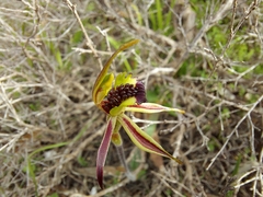 Caladenia conferta