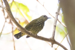 Kurochkinegramma hypogrammicum