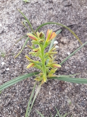 Wachendorfia multiflora