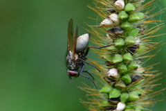 Muscidae
