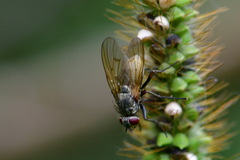 Muscidae
