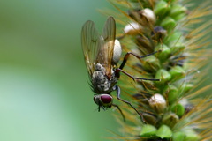 Muscidae