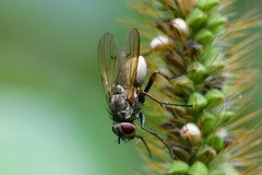 Muscidae