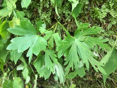 Aconitum noveboracense