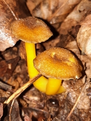 Hygrocybe caespitosa