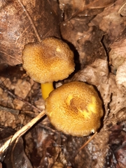 Hygrocybe caespitosa
