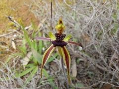 Caladenia conferta