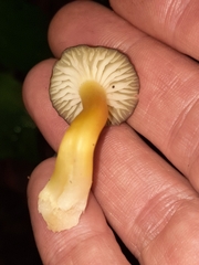 Hygrocybe caespitosa