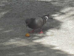 Columba livia domestica