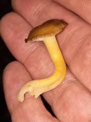 Hygrocybe caespitosa