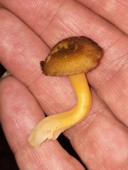 Hygrocybe caespitosa
