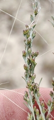 Artemisia nitrosa