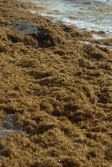Sargassum natans