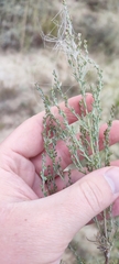 Artemisia nitrosa