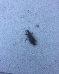 Antimerus punctipennis