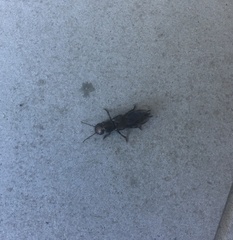 Antimerus punctipennis