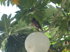 Acridotheres tristis