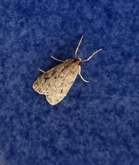 Eudonia truncicolella