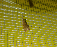 Dichomeris derasella