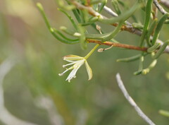 Lepidium leptopetalum