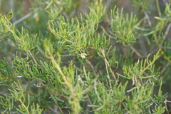 Lepidium leptopetalum