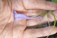 Didymostigma obtusum