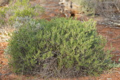 Lepidium leptopetalum