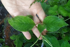 Didymostigma obtusum