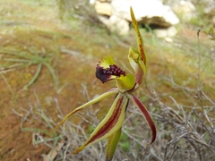 Caladenia conferta