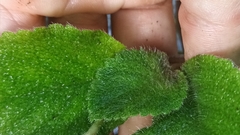 Didymostigma obtusum