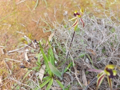 Caladenia conferta