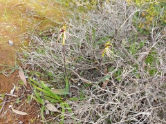 Caladenia conferta