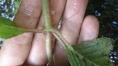 Didymostigma obtusum