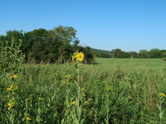 Silphium integrifolium laeve
