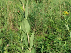 Silphium integrifolium laeve