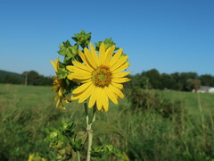 Silphium integrifolium laeve