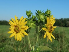 Silphium integrifolium laeve