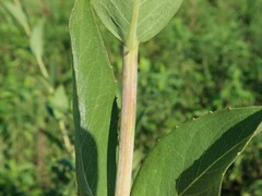 Silphium integrifolium laeve