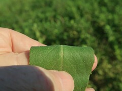 Silphium integrifolium laeve