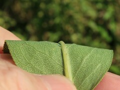 Silphium integrifolium laeve