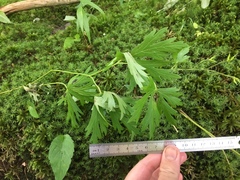 Aconitum noveboracense