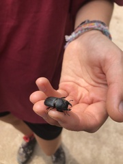 Dorcus parallelipipedus