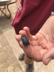 Dorcus parallelipipedus