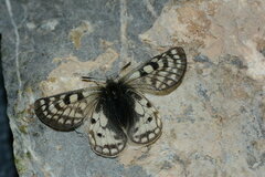 Parnassius simonius
