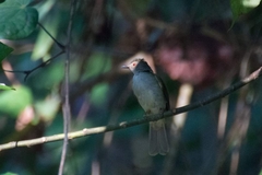 Rubigula erythropthalmos