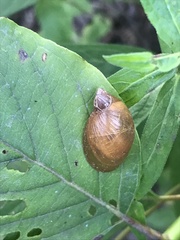 Novisuccinea ovalis
