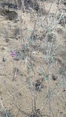 Astragalus brachylobus