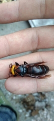 Vespa crabro oberthuri