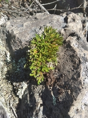 Selaginella rupestris